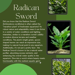 May include: A green plant with large, spoon-shaped leaves grows in a clear glass tank. The plant is called a Radican Sword, and it is known for its ability to thrive in a variety of water conditions. The text on the image reads "Radican Sword" and "Did you know that the Radican Sword (Echinodorus cordifolius) is often called the "marathon plant" of freshwater aquariums?"