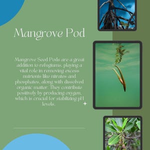 Mangrove Pod (Rhizophora mangle)