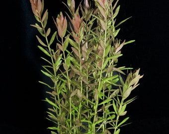 Rotala rotundifolia Aquatic plant