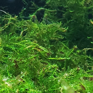 Weeping Moss-live aquarium plant (Buy 2, Get 1 FREE) Vesicularia ferriei