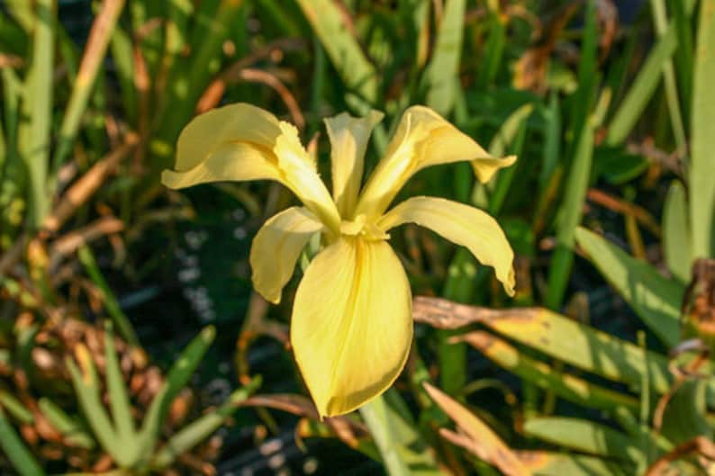 ShoreAquatic Dixie Deb Iris - Thumbnail 2