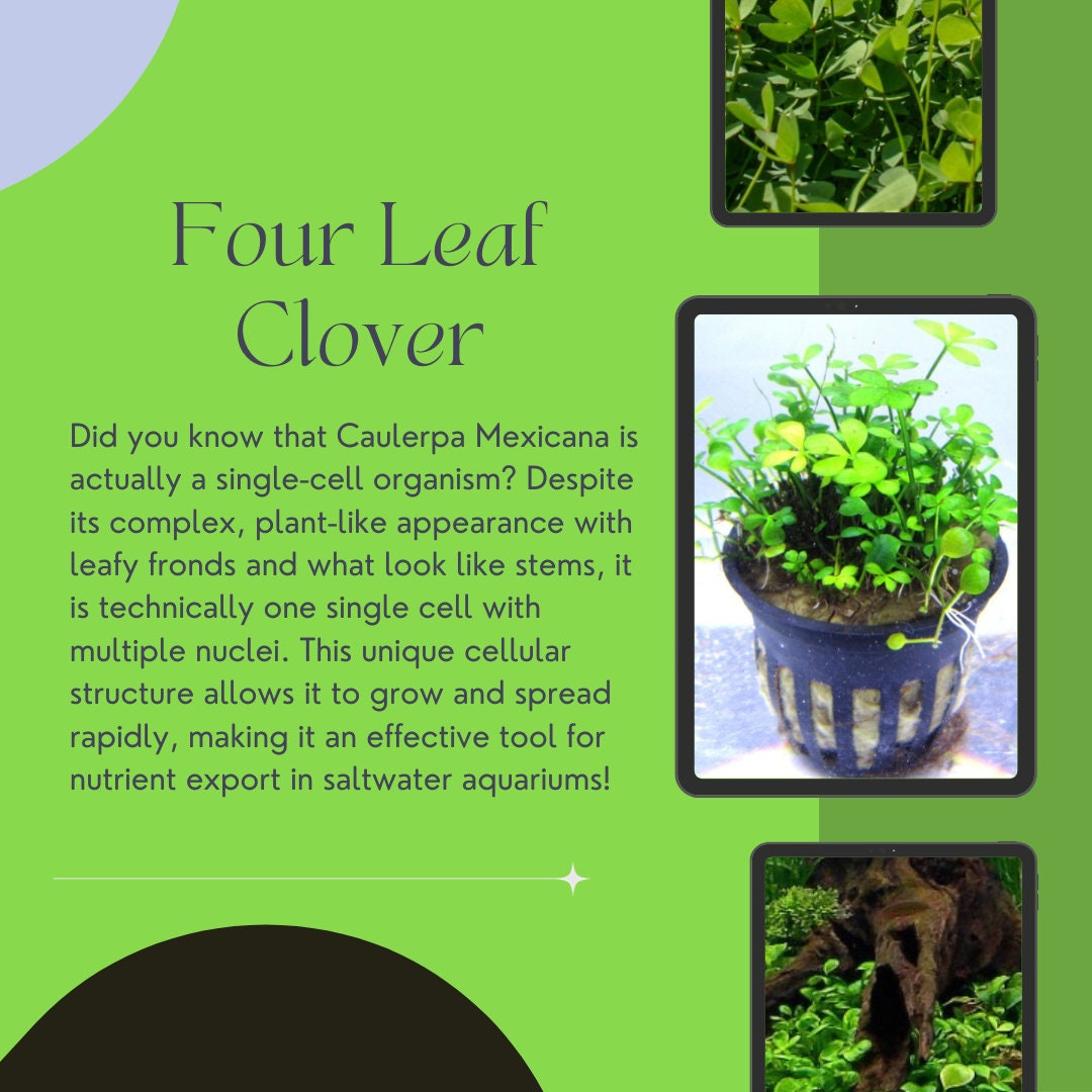 Dwarf Four Leaf Clover  Carpeting Aquarium Plant - Etsy