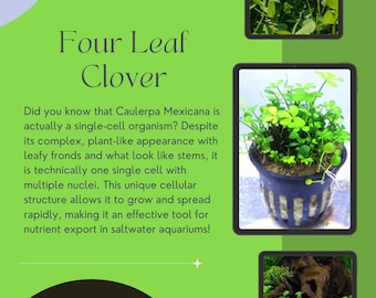Dwarf Four Leaf Clover – Carpeting Aquarium Plant