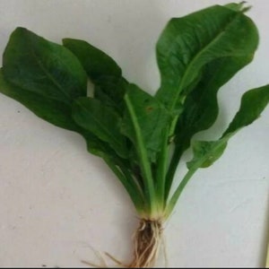 May include: A close-up of a green plant with long, broad leaves. The plant has a cluster of leaves and stems, with visible roots at the base. The leaves are a vibrant green color, and the roots are a light brown.