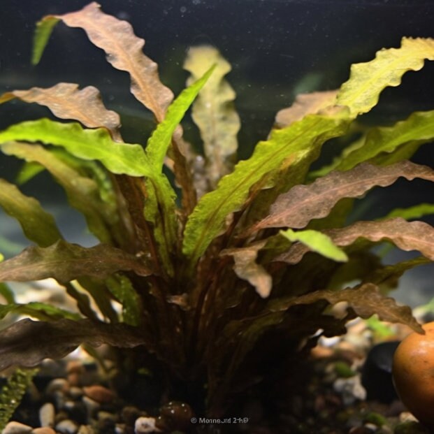 Potted Wendtii Bronze Crypt: Aquarium Plant - Etsy