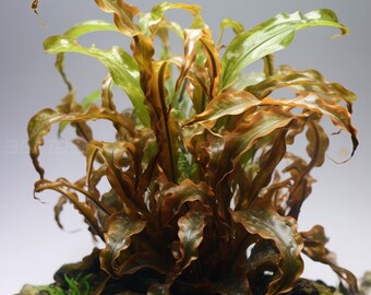 Potted Wendtii Bronze Crypt: Aquarium Plant - Etsy