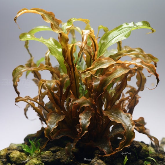 Potted Wendtii Bronze Crypt: Aquarium Plant - Etsy