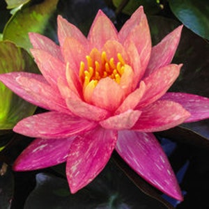 Vibrant Nymphaea 'Wanvisa' Award-Winning Hardy Water Lily for Medium to Large Ponds image 4