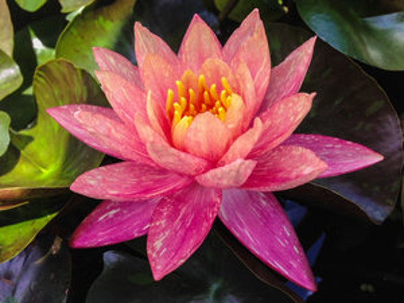 Vibrant Nymphaea 'Wanvisa' Award-Winning Hardy Water Lily for Medium to Large Ponds image 4