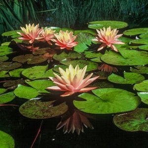 Vibrant Nymphaea 'Wanvisa' Award-Winning Hardy Water Lily for Medium to Large Ponds image 5