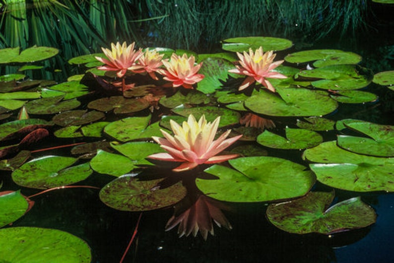 Vibrant Nymphaea 'Wanvisa' Award-Winning Hardy Water Lily for Medium to Large Ponds image 5