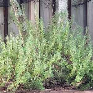 Organic Fresh Rosemary Sprigs - Cut To Order - Homegrown