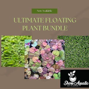 Ultimate Floating Plant Bundle - Duckweed, Red Root Floaters, Salvinia - Aquarium Enthusiasts’ Dream Collection Shore Aquatic