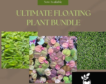 Ultimate Floating Plant Bundle - Duckweed, Red Root Floaters, Salvinia - Aquarium Enthusiasts’ Dream Collection Shore Aquatic