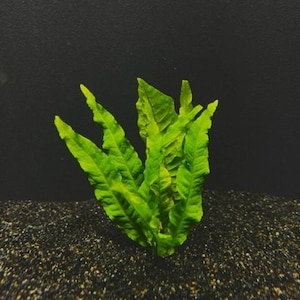 May include: A vibrant green aquatic plant with elongated, pointed leaves featuring a textured, wavy surface. The plant stands upright with multiple stems emerging from a central base, displaying various shades of bright lime and emerald green.