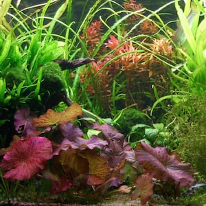 Buy 2 Get 1 Free Tiger Lotus Red, Nymphaea lotus freshwater aquarium plant