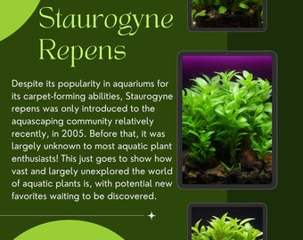 1/3/5 Potted Staurogyne Repens Freshwater Plants by Shore Aquatic - Perfect for Mid-ground & Foreground Aquariums