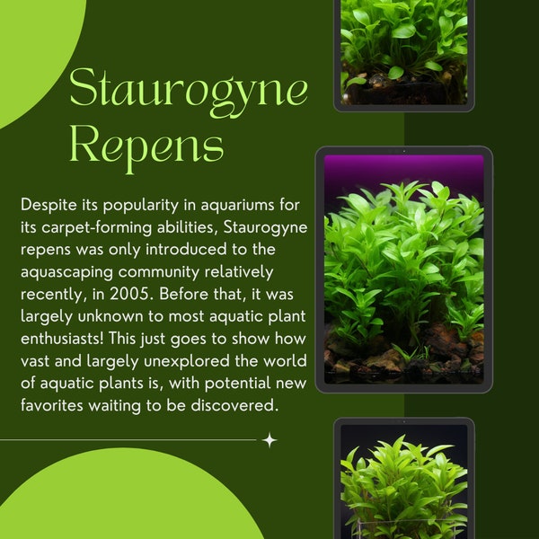 1/3/5 Potted Staurogyne Repens Freshwater Plants by Shore Aquatic - Perfect for Mid-ground & Foreground Aquariums