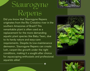 Staurogyne Repens - Potted or Clumps - Freshwater Aquarium Plant by Shore Aquatic - Choose from 1/3/5 Pack Options!