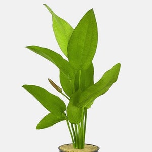 Echinodorus &#39;Oriental&#39; Sword freshwater aquarium plant (Buy 2, Get 1 Free)