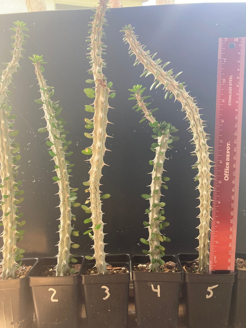 MADAGASCAR OCOTILLO or Alluaudia Procera Etsy