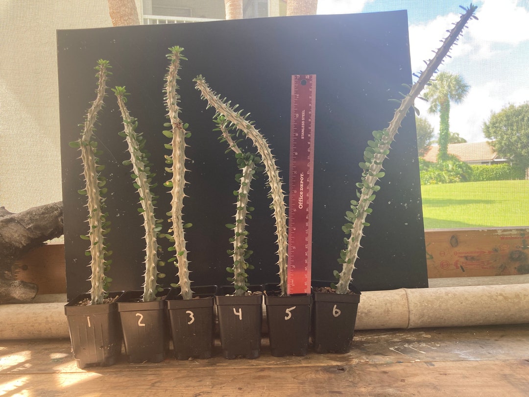 MADAGASCAR OCOTILLO or Alluaudia Procera Etsy