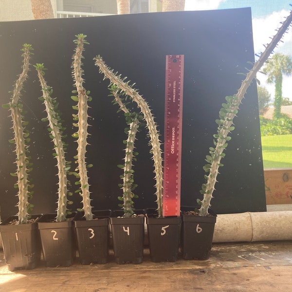 MADAGASCAR OCOTILLO or Alluaudia Procera