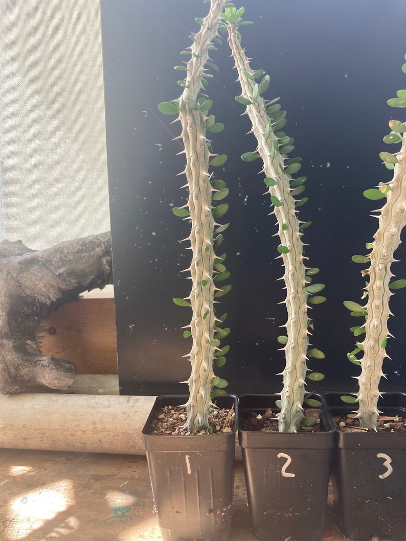 MADAGASCAR OCOTILLO or Alluaudia Procera Etsy
