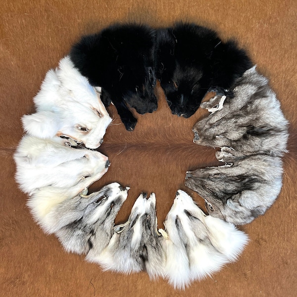 Real Fox Head Fur, White Fox Head, Fox Heads For Taxidermy, Black Fox Head, Silver Grey Fox Head, Arctic Fox Head, Animal Curiosities