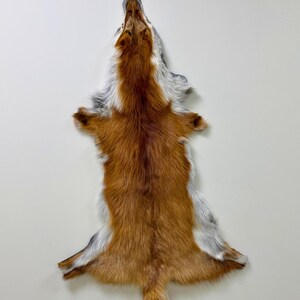 レッドフォックスの毛皮、本物のカナダ産フォックスファー、装飾用フォックスハイド、狩猟動物の装飾、本物のレッドフォックスファー、超ソフトなフォックスファー、装飾用動物ハイド