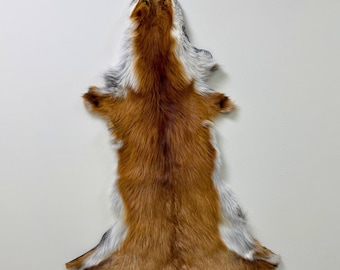 北米産アカギツネの皮、倫理的に調達されたキツネ革、祭壇用の毛皮