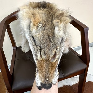 Puede incluir: Una piel de coyote montada y expuesta en una silla de madera con un asiento de cuero marrón.