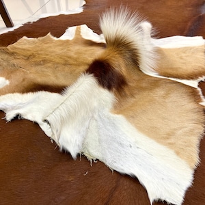 Real Springbok Pelt Rug, Antelope Hide, Genuine Antelope Hide, Deer Hide, Antelope Skin ,Deer Pelt Rug,Real Gazelle Skin, Real Gazelle Skin