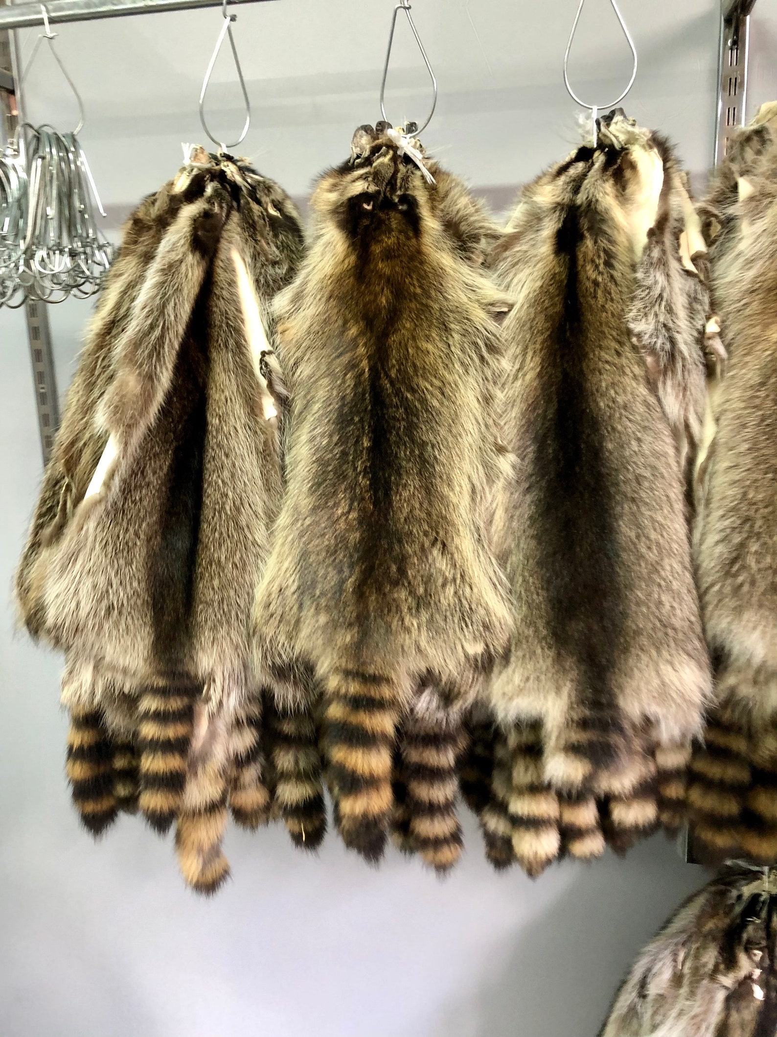 Raccoon Pelt Fur American Raccoon Pelt Fur Tanned Raccoon Etsy