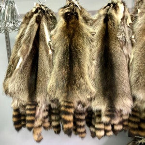 Raccoon Pelt Fur,  American Raccoon Pelt Fur , Tanned Raccoon Fur , Raccoon Coat ,  Big Bubba , Raccoon For Men Coat Assorted Raccoon Pelt
