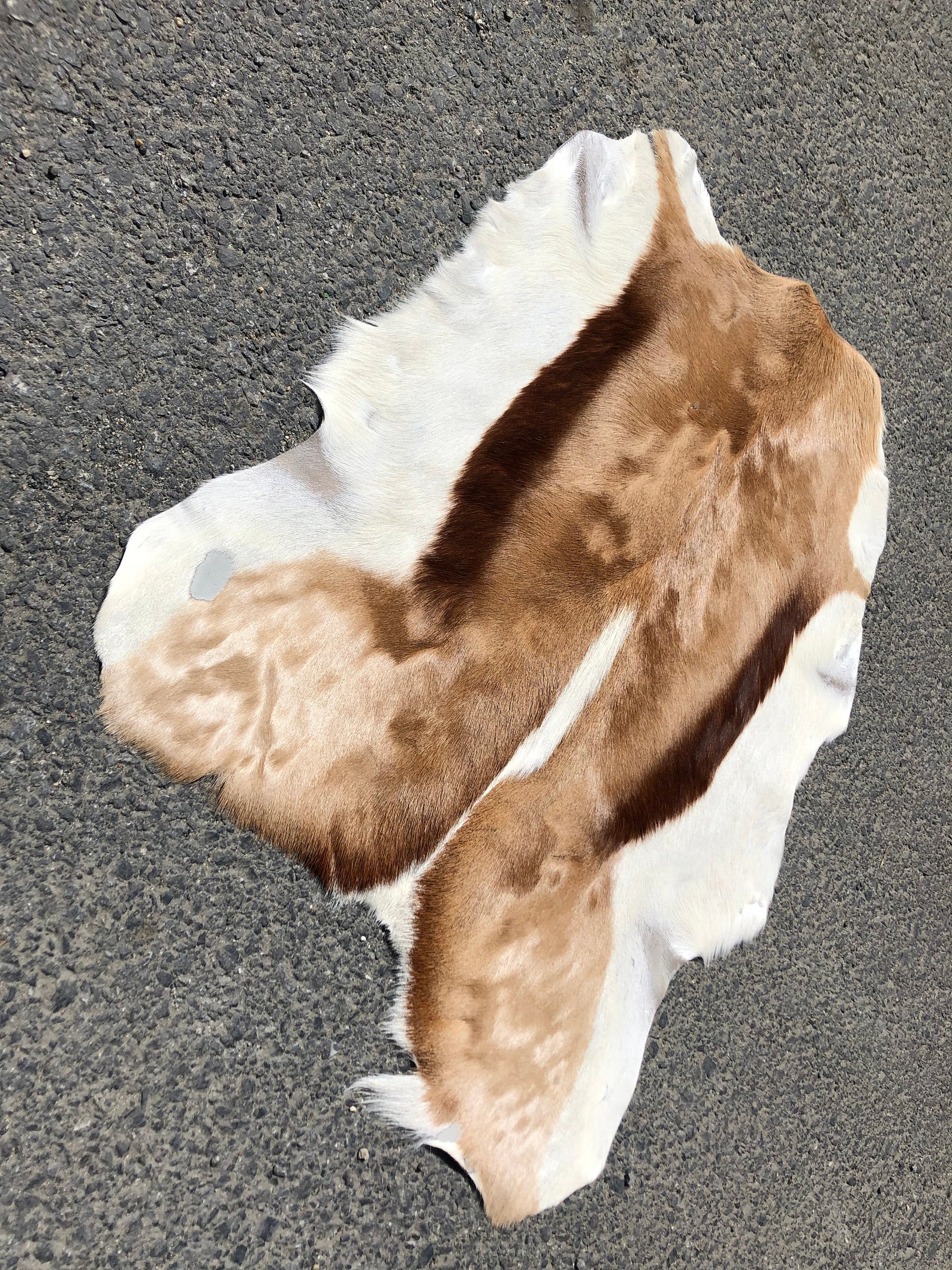 Antelope pelt Natural antelope skin rug Animal rug Tanned Etsy