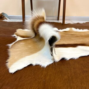 May include: A brown and white cowhide rug with a long, white, fluffy tail. The rug is folded in half and the tail is sticking up.