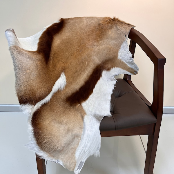 Springbok Skin Natural springbok skin XXL Size Tanned springbok hide Genuine springbok hide springbok pelt Springbok fur springbok leather