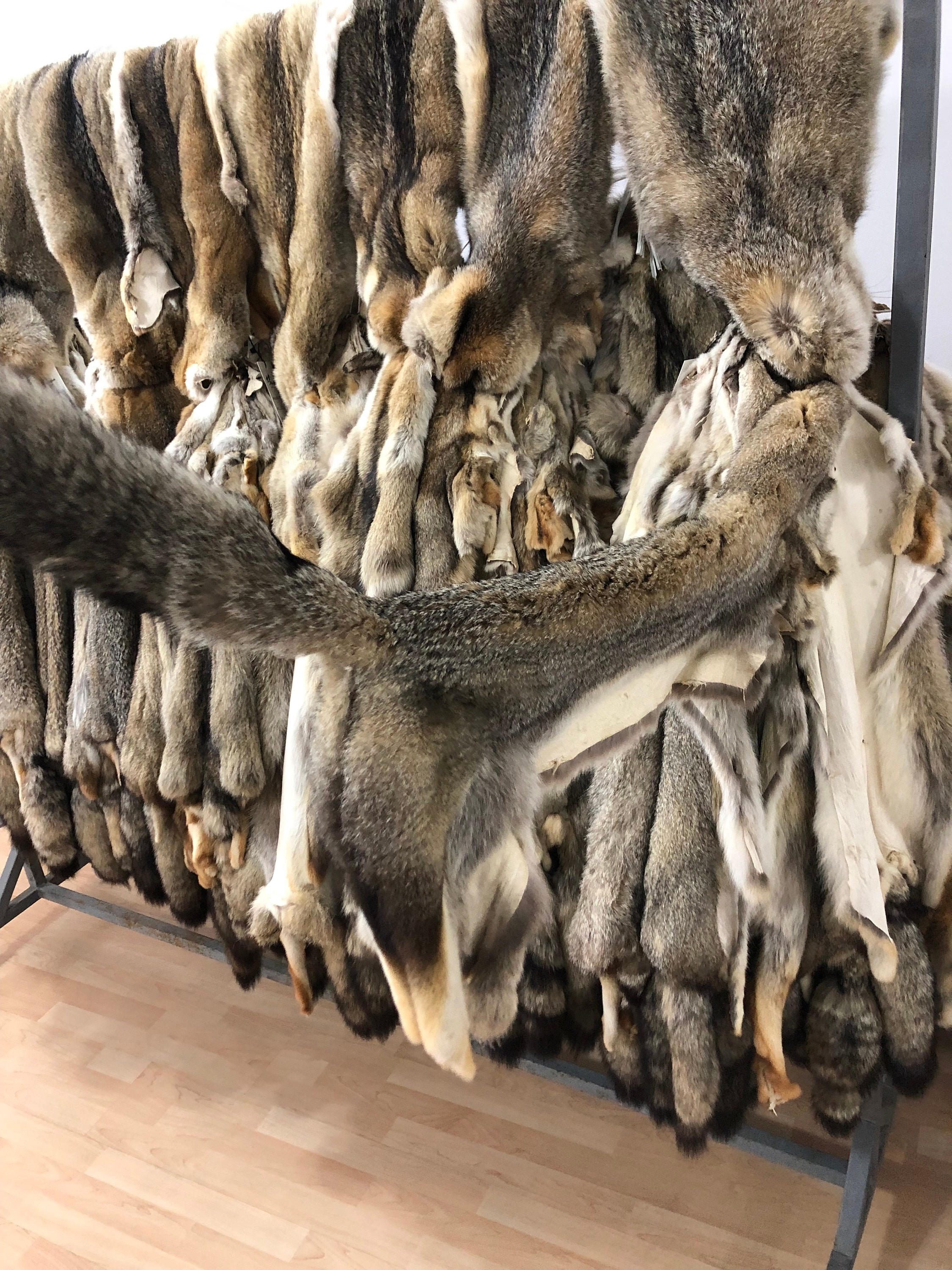 Real Coyote Fur Pelt Genuine Natural Coyote Fur Pelt Coyote Etsy UK