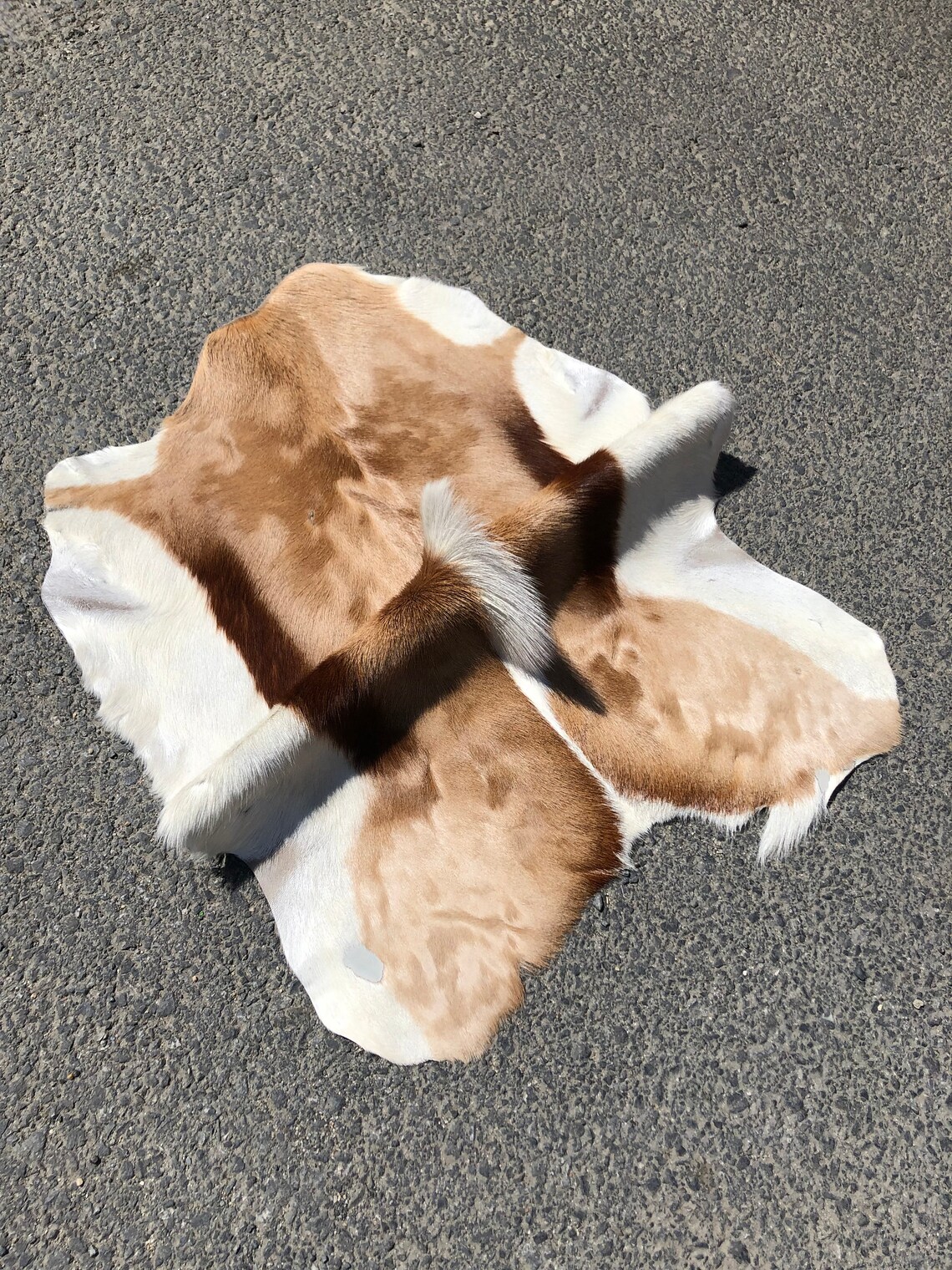 Antelope pelt Natural antelope skin rug Animal rug Tanned Etsy