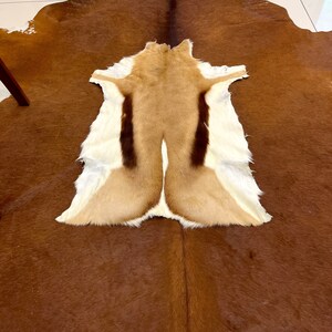 May include: A brown and white animal hide rug with a tan and brown fur pattern. The rug is laid out on a brown cowhide rug.