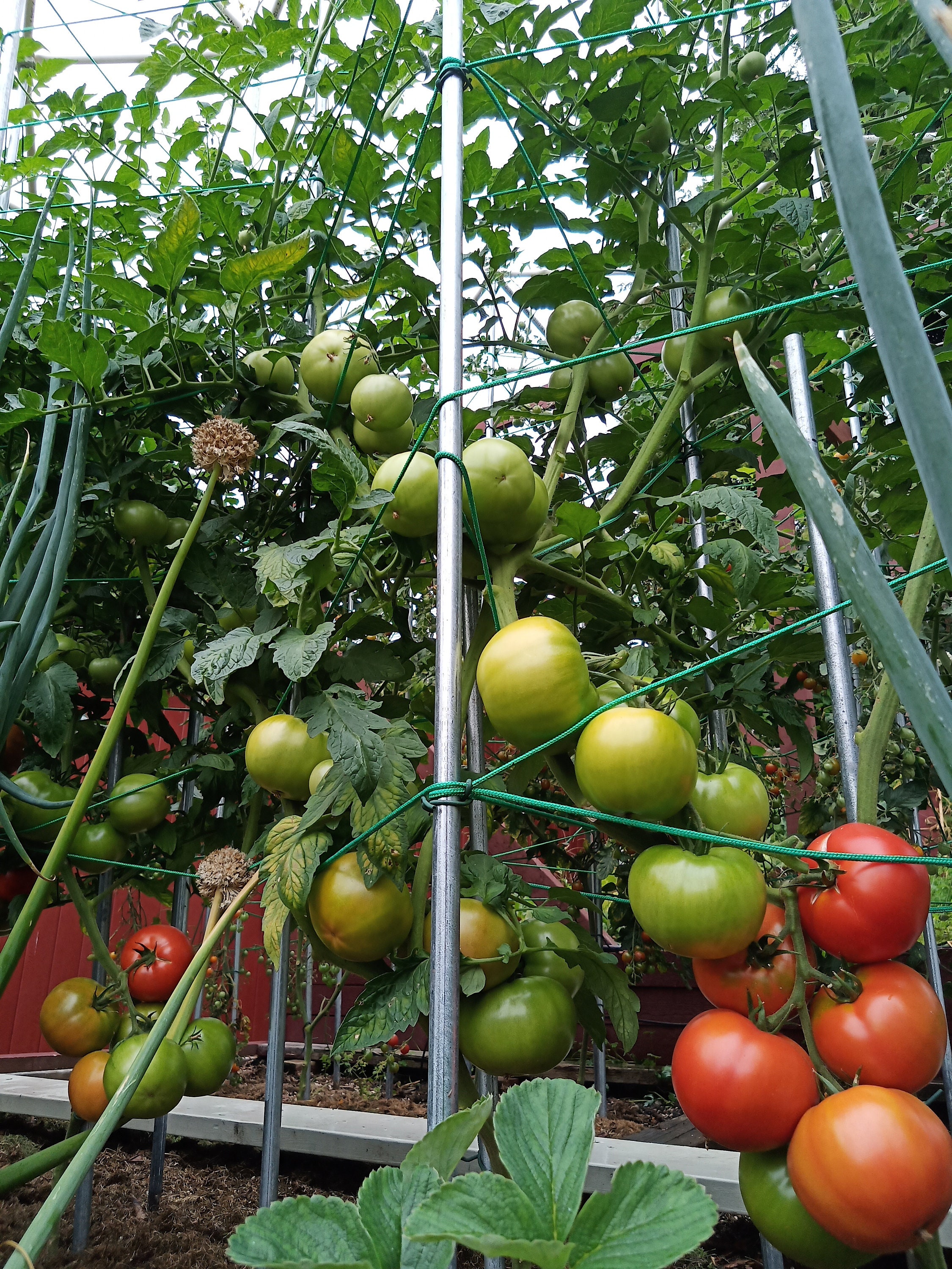 Tomato Cages for sale Only 4 left at 60