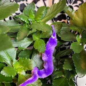 May include: A fuzzy purple worm toy with two small white googly eyes, positioned among the green leaves of a plant. The toy has a soft, textured surface and a long, slender, flexible body that curves through the foliage of the plant.