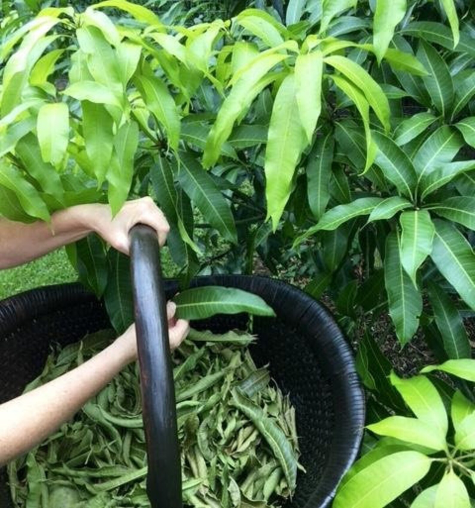 Dried Fresh Mango Leaves 100 Organic Natural Leaf Medicine Etsy UK