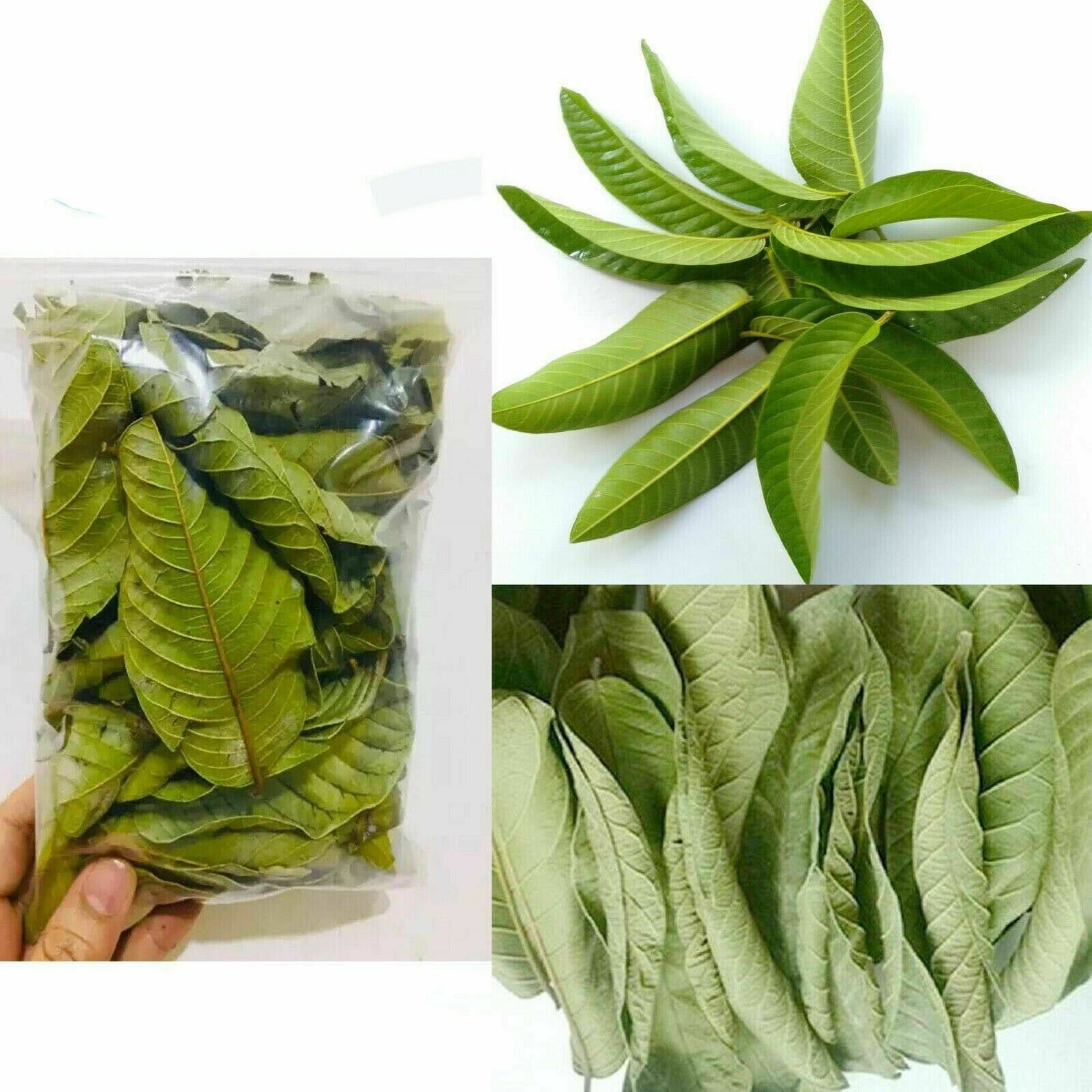 100 Organic Dried Guava Leaves Powder for Herbal Tea and Skin Etsy