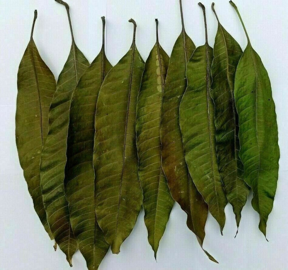 Dried Fresh Mango Leaves 100 Organic Natural Leaf Medicine Etsy