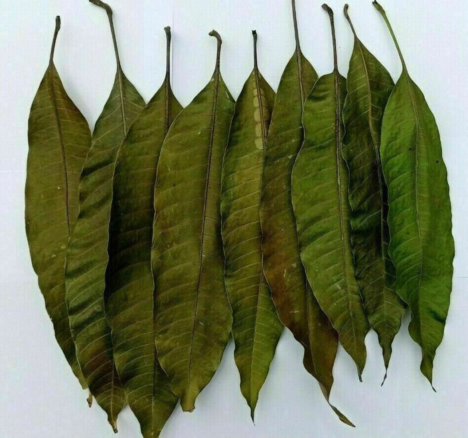 Dried Fresh Mango Leaves 100 Organic Natural Leaf Medicine Etsy