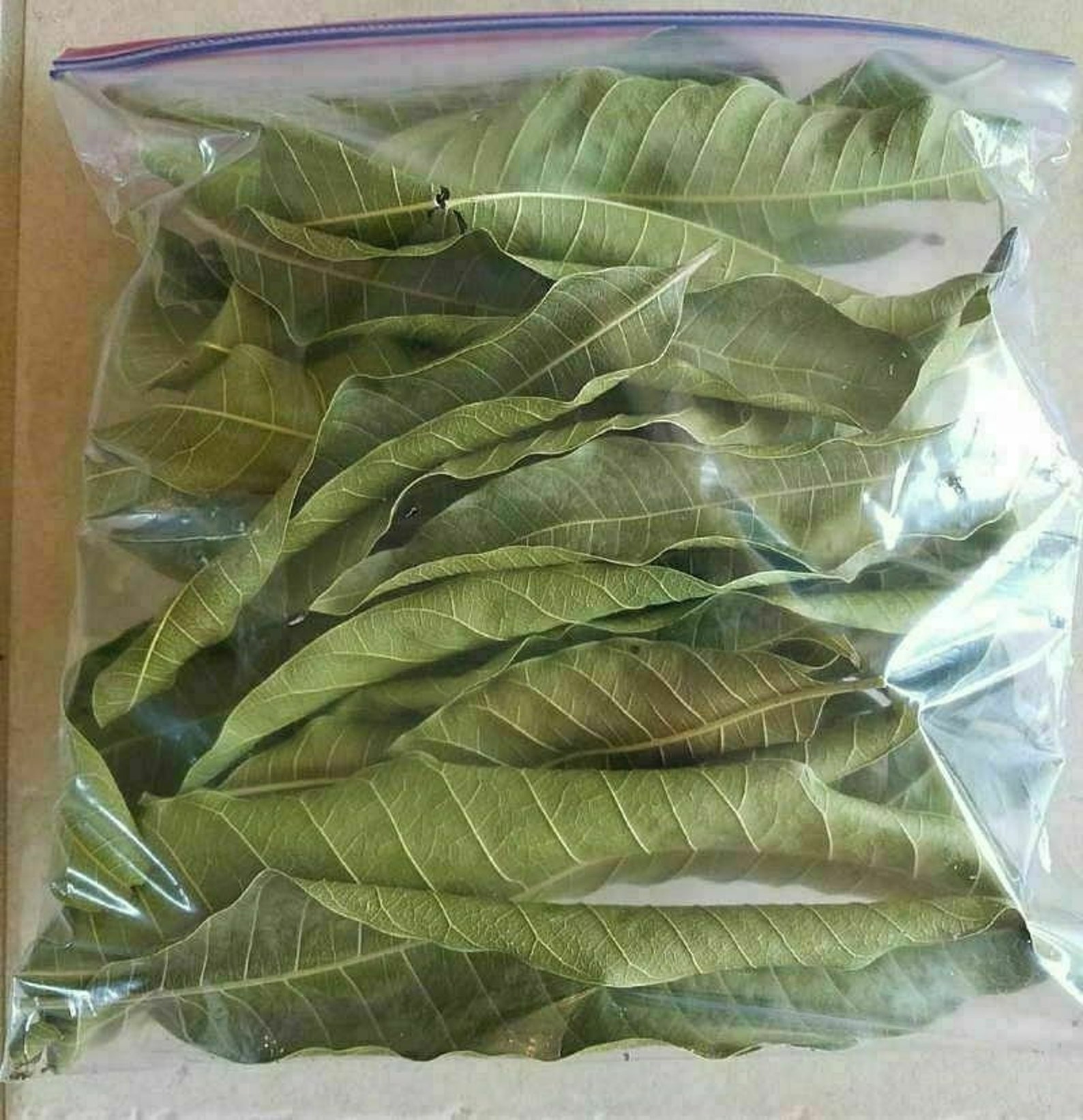Dried Fresh Mango Leaves 100 Organic Natural Leaf Medicine Etsy