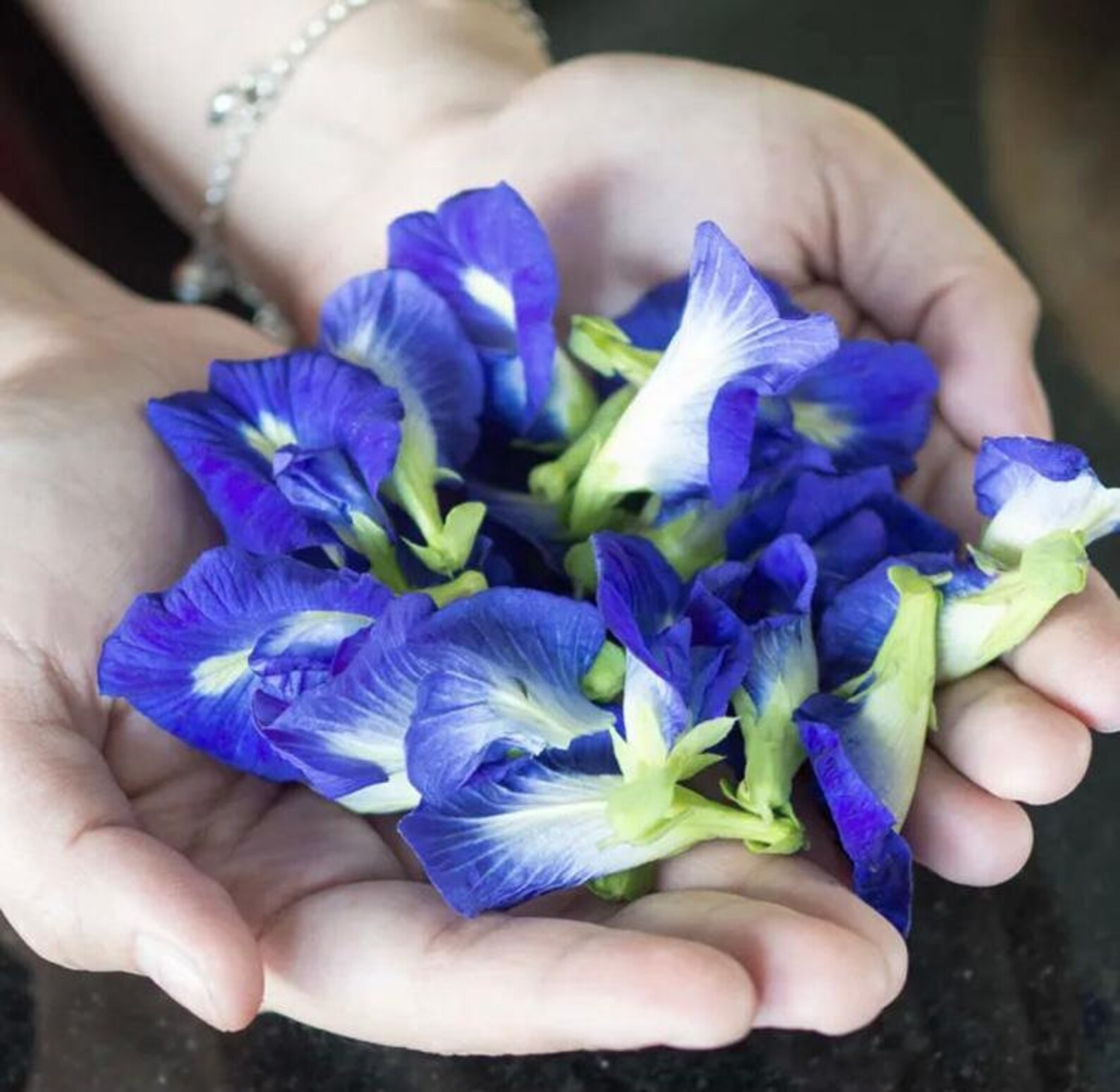 blue butterfly pea tea bags