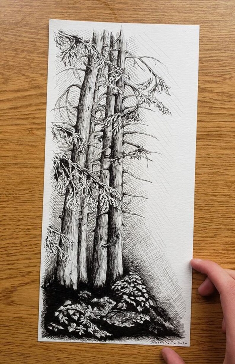 picture Minimalist Redwood Tree Drawing women in tech finland